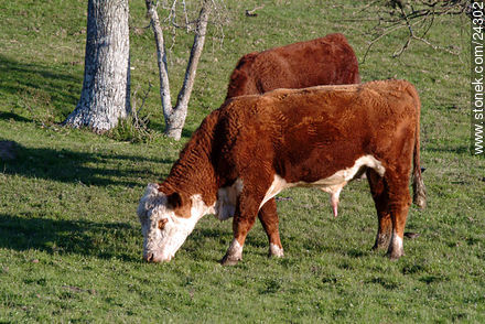 Vacas - Departamento de Florida - URUGUAY. Foto No. 24302